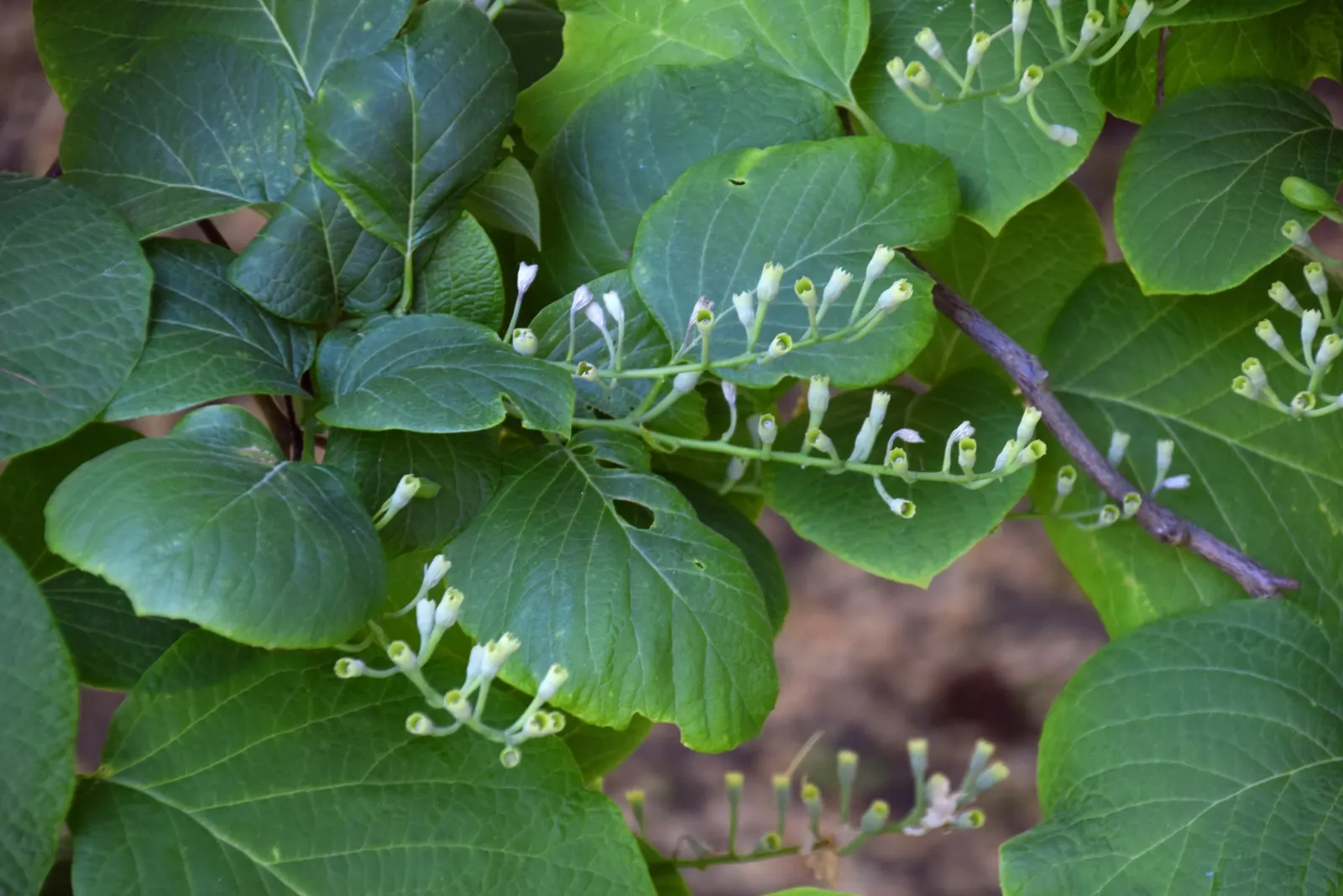 Fragrant Snowbell (Styrax Obassia) — Well-suited to USDA zones 5-8; this deciduous tree flaunts large, lush green leaves, and prefers partial to, image 48