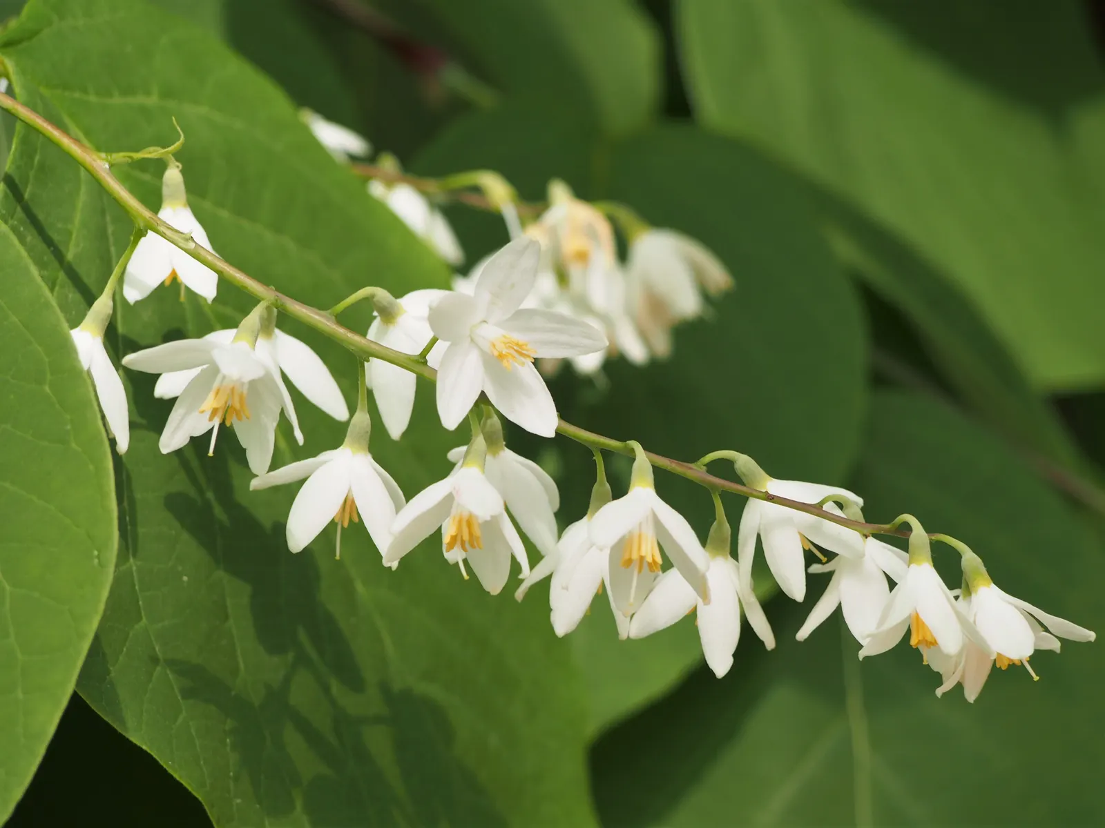 Fragrant Snowbell (Styrax Obassia) — bell-shaped flowers dangle gracefully from the branches