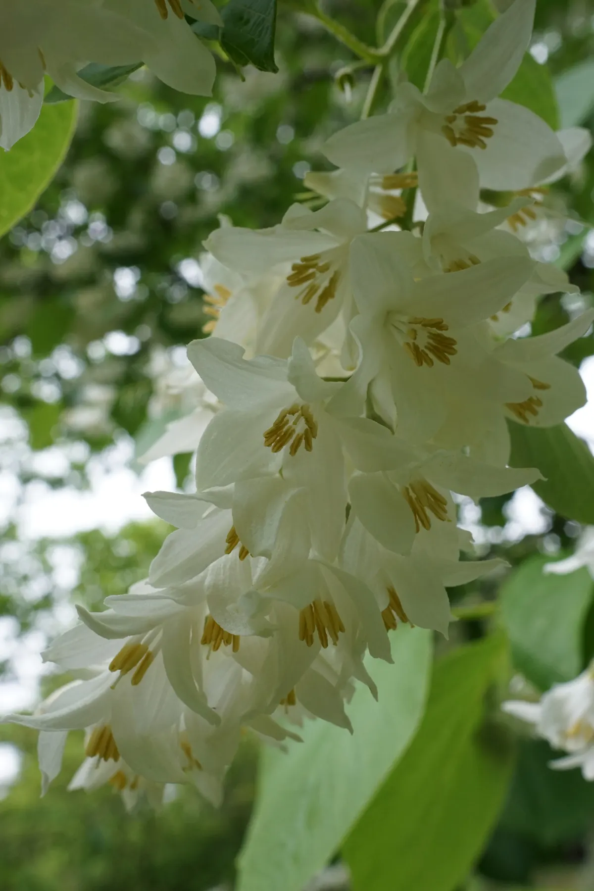 Fragrant Snowbell (Styrax Obassia) — tree with white blooms; this species thrives under full sun to partial shade exposure