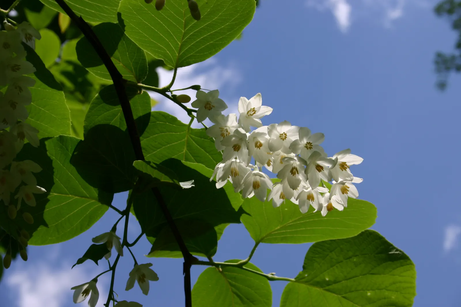 Fragrant Snowbell (Styrax Obassia) — is a cherished ornamental tree prized for its clusters of bell-shaped; well-suited to USDA zones 5-8, image 45
