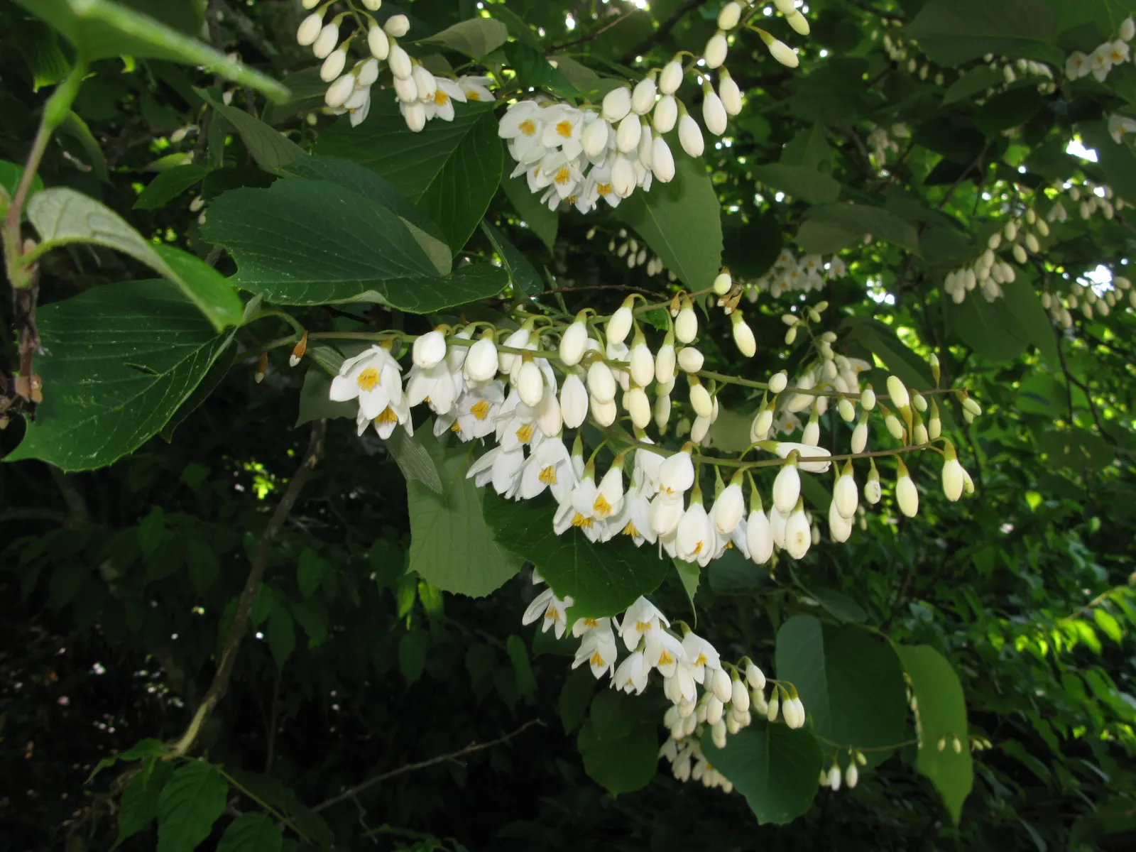 Fragrant Snowbell (Styrax Obassia) — tree for full or half; a low-maintenance yet captivating tree
