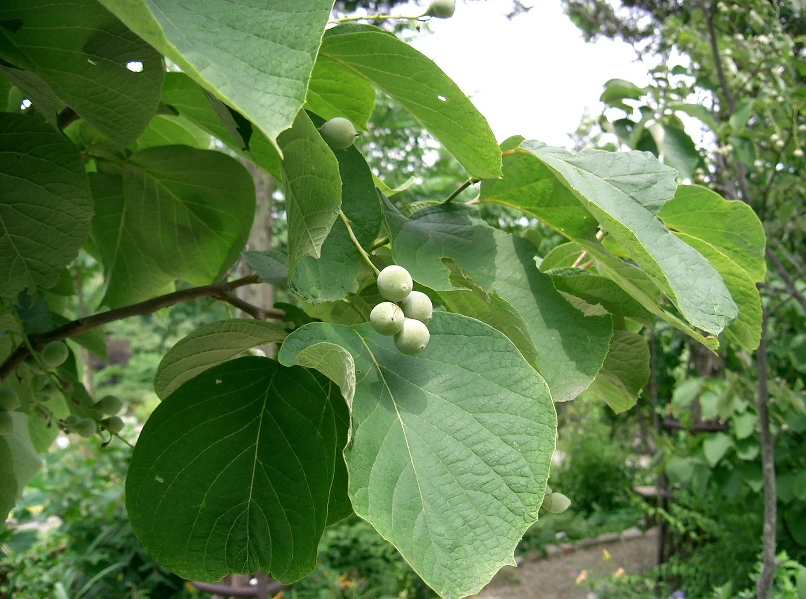 Fragrant Snowbell (Styrax Obassia) — tree with white blooms; this species thrives under full sun to partial shade exposure, image 65