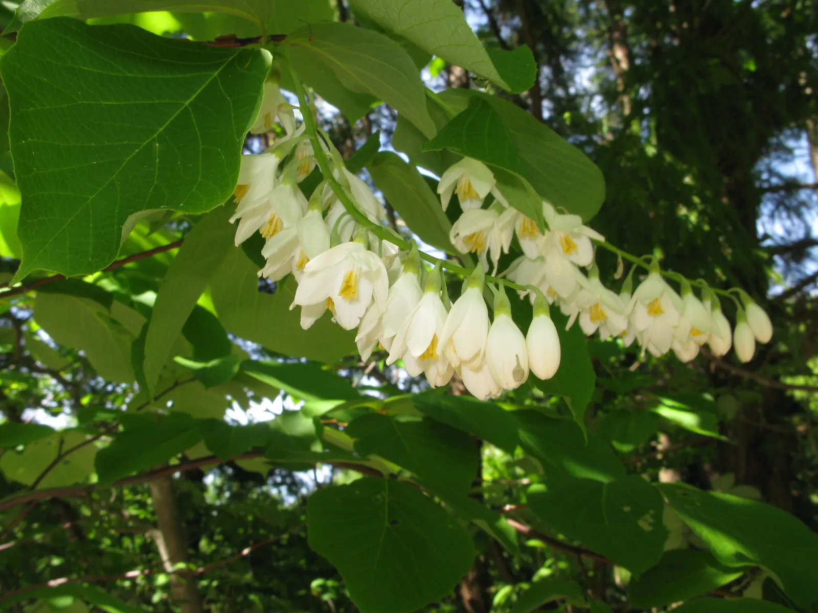 Fragrant Snowbell (Styrax Obassia) — bell-shaped flowers dangle gracefully from the branches; tree for full or half