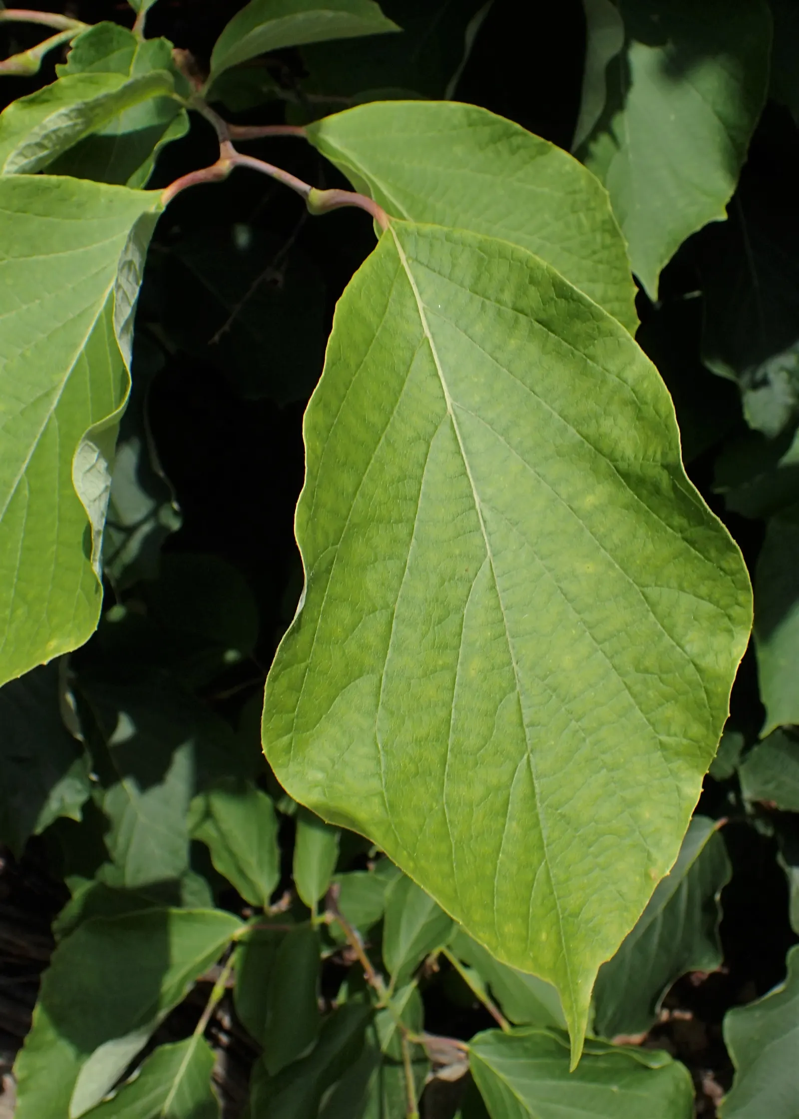 Fragrant Snowbell (Styrax Obassia) — This deciduous tree flaunts large, lush green leaves, and prefers partial to full sun exposure; minimal, image 47