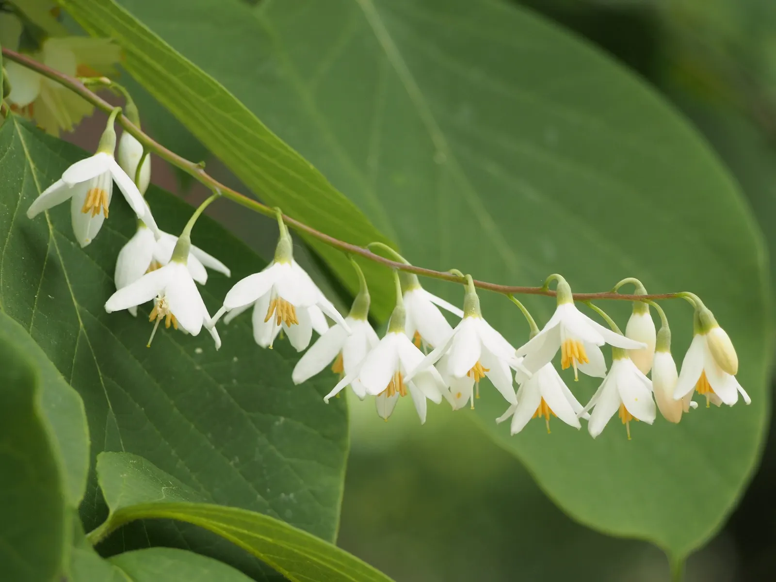 Fragrant Snowbell (Styrax Obassia) — rounded canopy that creates an alluring focal point; some reaching up to 8 inches in length, image 53