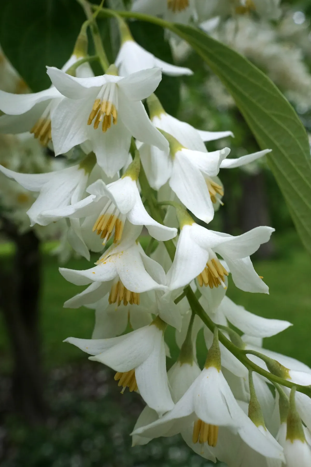 Fragrant Snowbell (Styrax Obassia) — This species thrives under full sun to partial shade exposure; each flower cluster can extend up to 6 inches, image 56