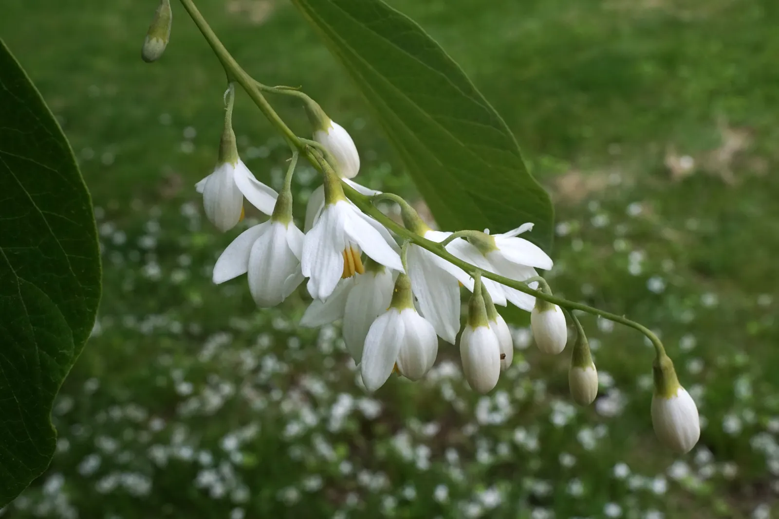 Fragrant Snowbell (Styrax Obassia) — is a distinctive deciduous tree that brings delicate beauty and enchanting aroma to any garden