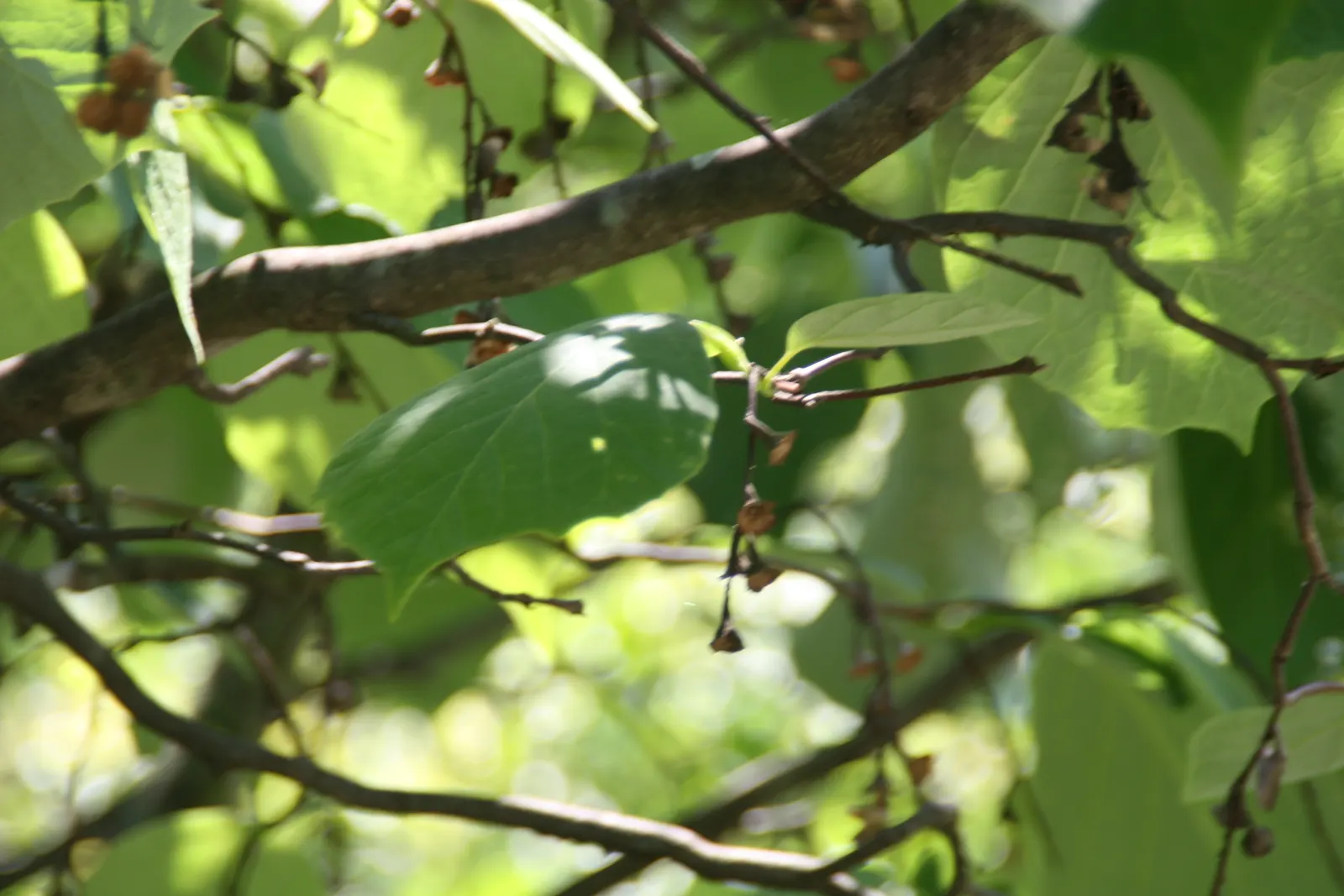 Fragrant Snowbell (Styrax Obassia) — Well-suited to USDA zones 5-8