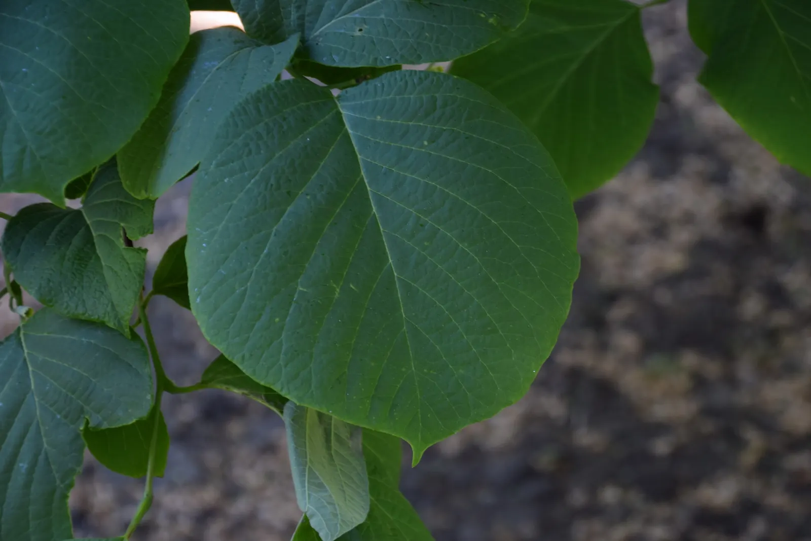 Fragrant Snowbell (Styrax Obassia) — Minimal pruning is required to maintain its natural, pleasing shape, ensuring ease of care for the homeowner