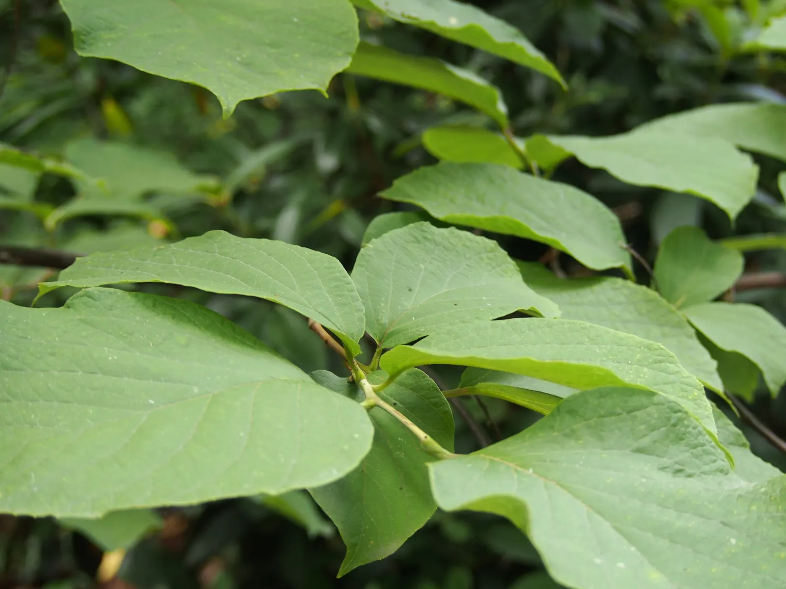 Fragrant Snowbell (Styrax Obassia) — Styrax obassia flourishes in USDA hardiness zones 5 to 8
