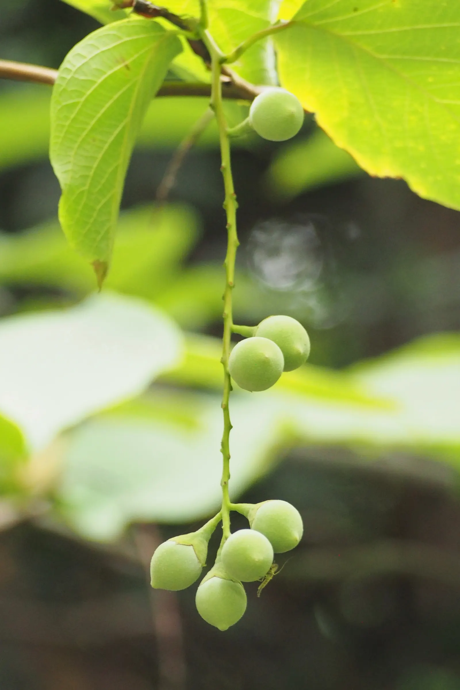 Fragrant Snowbell (Styrax Obassia) — This deciduous tree flaunts large, lush green leaves, and prefers partial to full sun exposure; minimal pruning is