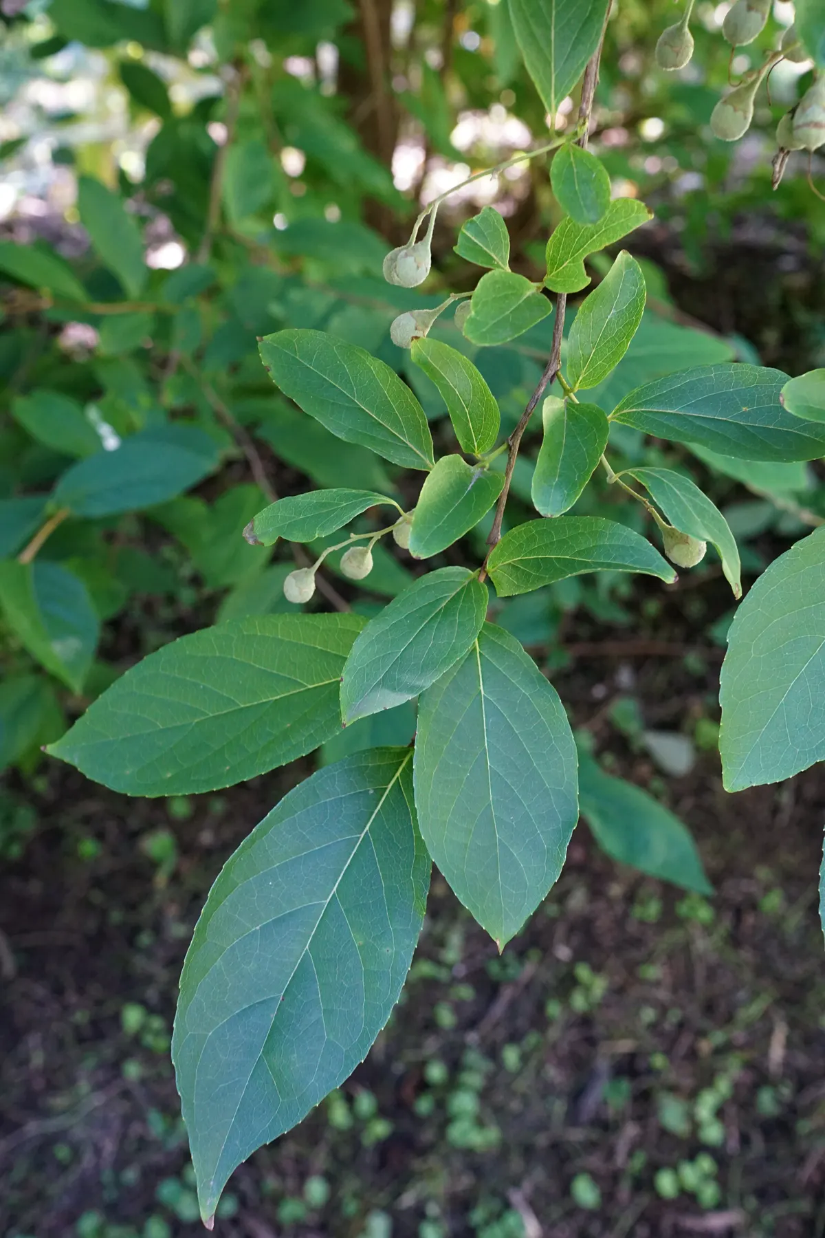 Fragrant Snowbell (Styrax Obassia) — Each flower cluster can extend up to 6 inches long; exuding a sweet fragrance that can perfume the entire garden