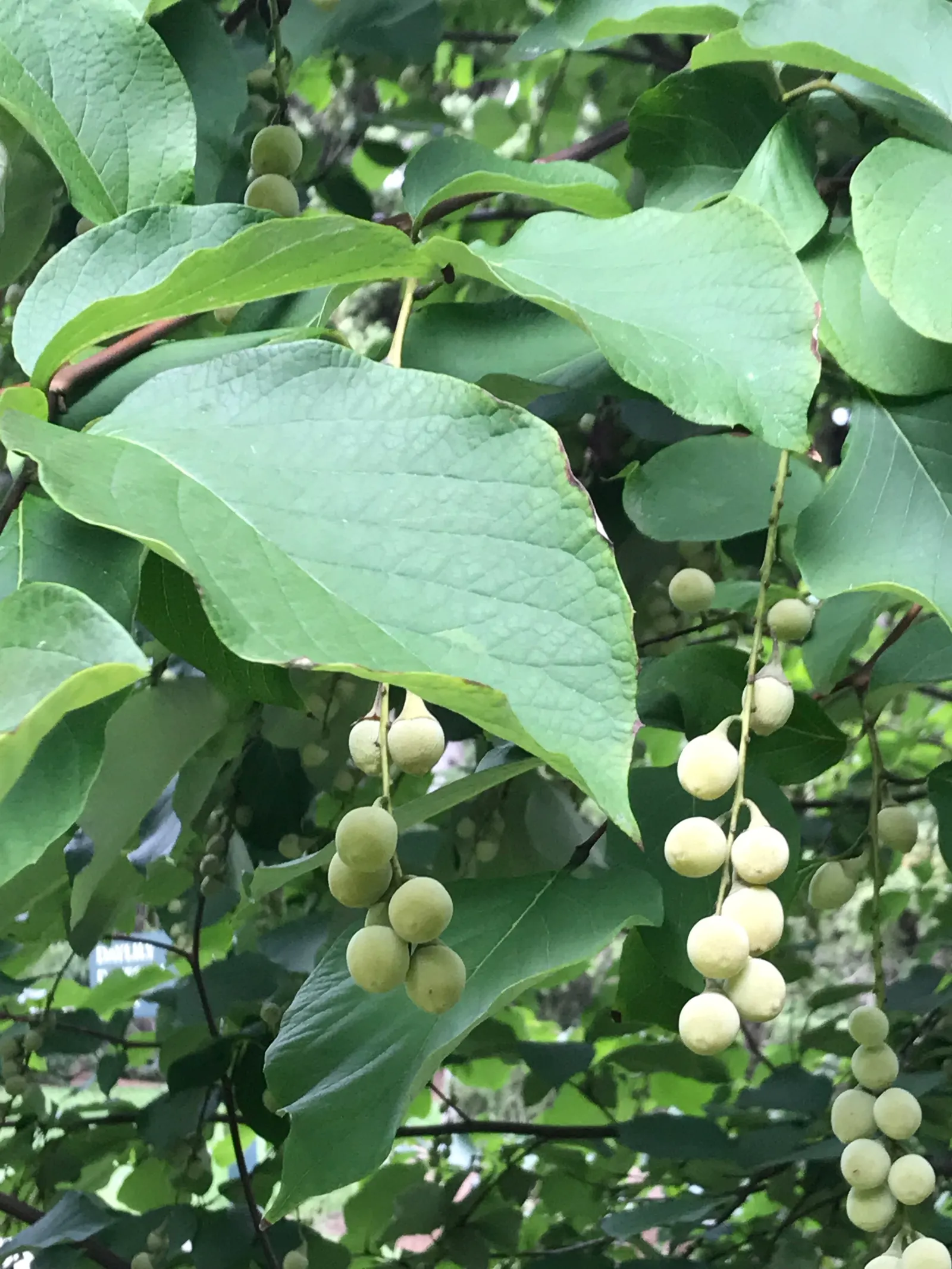 Fragrant Snowbell (Styrax Obassia) — Minimal pruning is required to maintain its natural, pleasing shape, ensuring ease of care for the homeowner, image 62