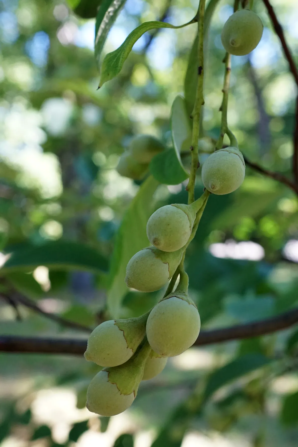 Fragrant Snowbell (Styrax Obassia) — it offers low maintenance in diverse landscapes while providing a stunning visual and sensory display; styrax obassia