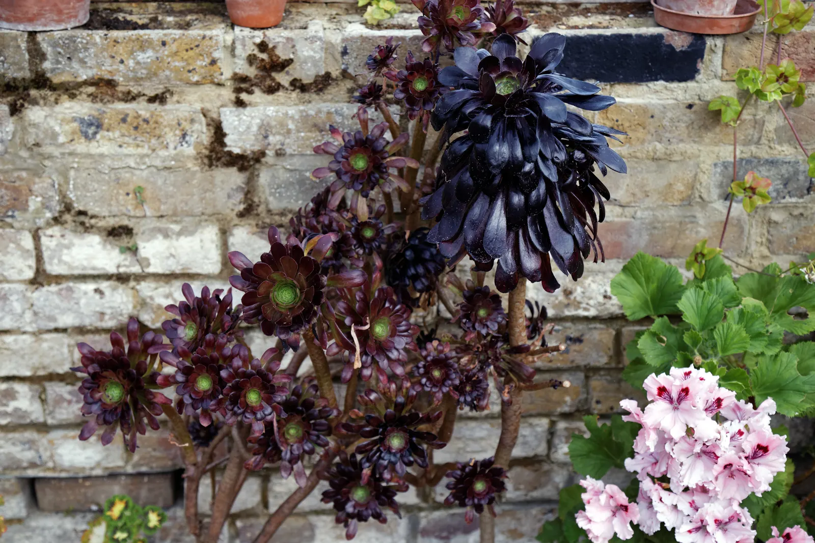 Dark Leaf Aeonium (Aeonium Arboreum 'Zwartkop') — is a striking succulent with deep purplish-black rosettes that can reach 8 inches across; which is at its