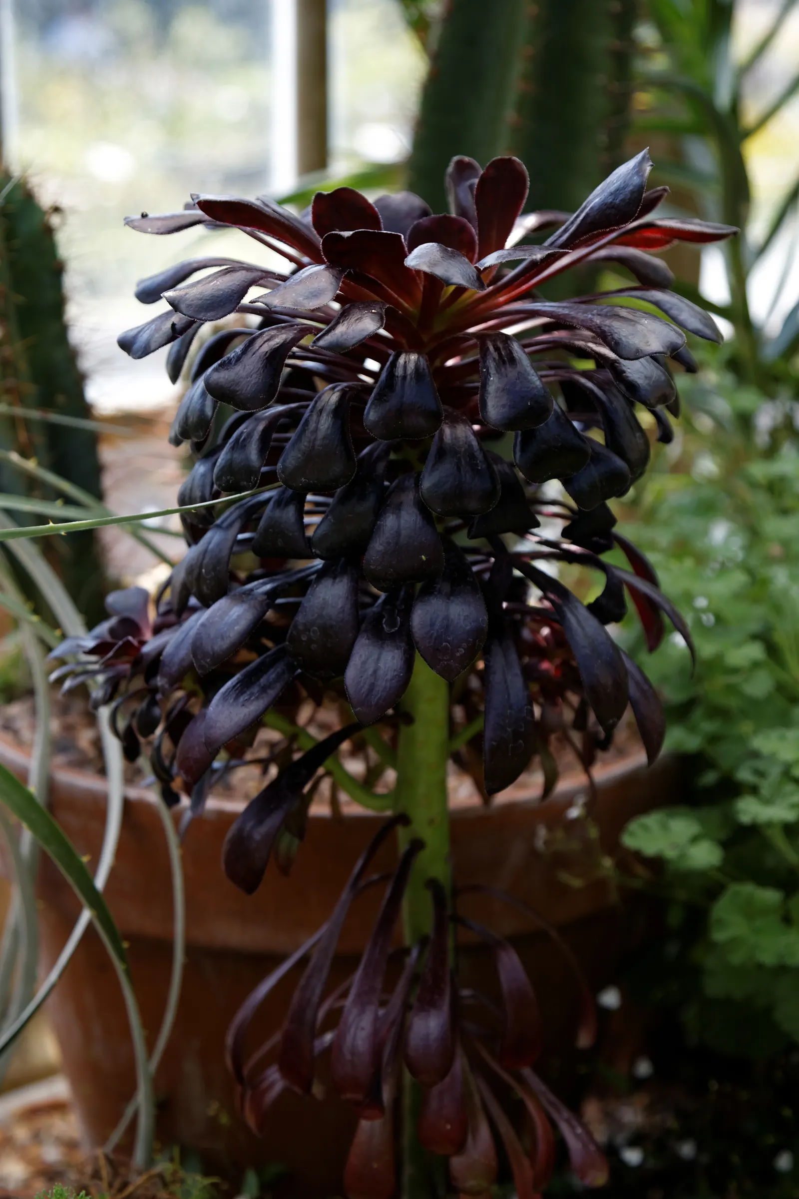Dark Leaf Aeonium (Aeonium Arboreum 'Zwartkop') — or as a potted feature on sun-drenched patios; its rosettes boast a deep burgundy to almost black hue