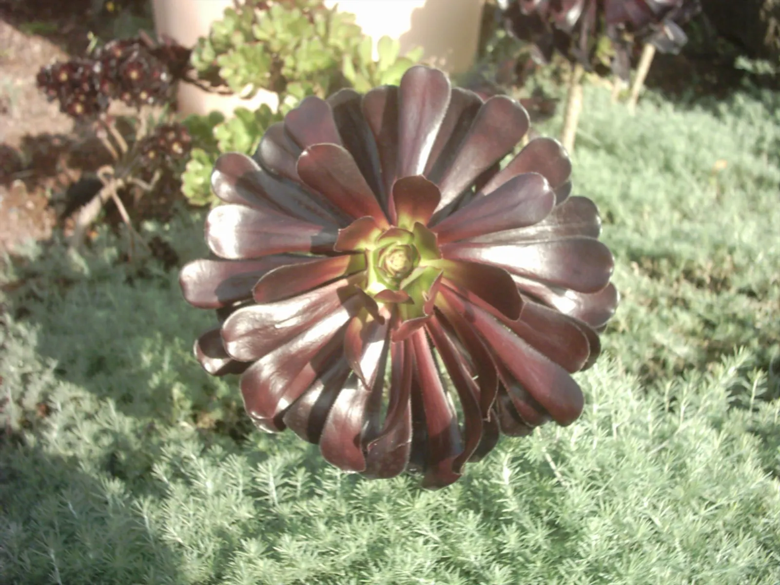 Dark Leaf Aeonium (Aeonium Arboreum 'Zwartkop') — succulent for full or half or shade; making it an exceptional choice for an eye-catching element in the