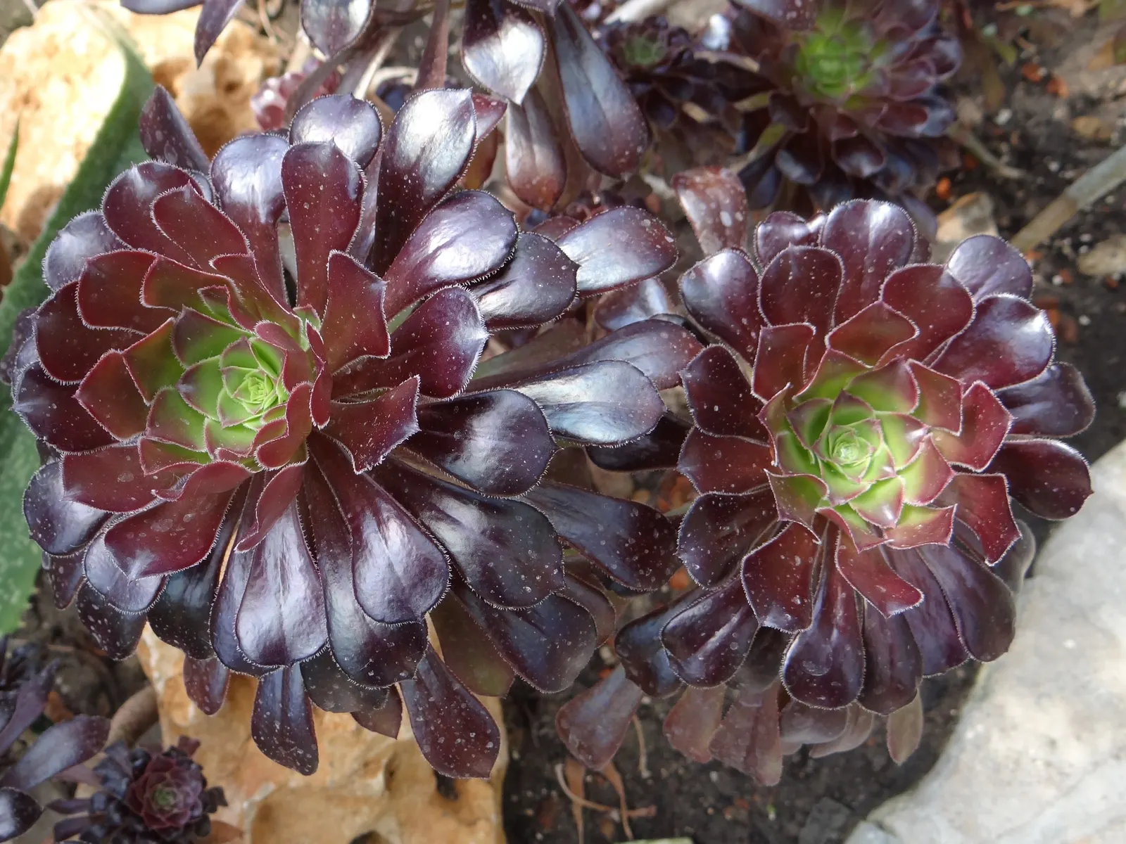Dark Leaf Aeonium (Aeonium Arboreum 'Zwartkop') — lending a dramatic vertical element