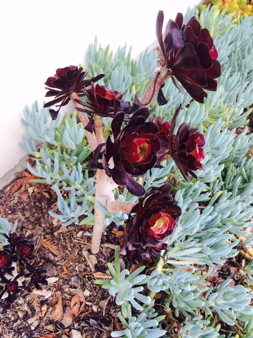 Dark Leaf Aeonium (Aeonium Arboreum 'Zwartkop') — These rosettes can reach a diameter of up to 8 inches