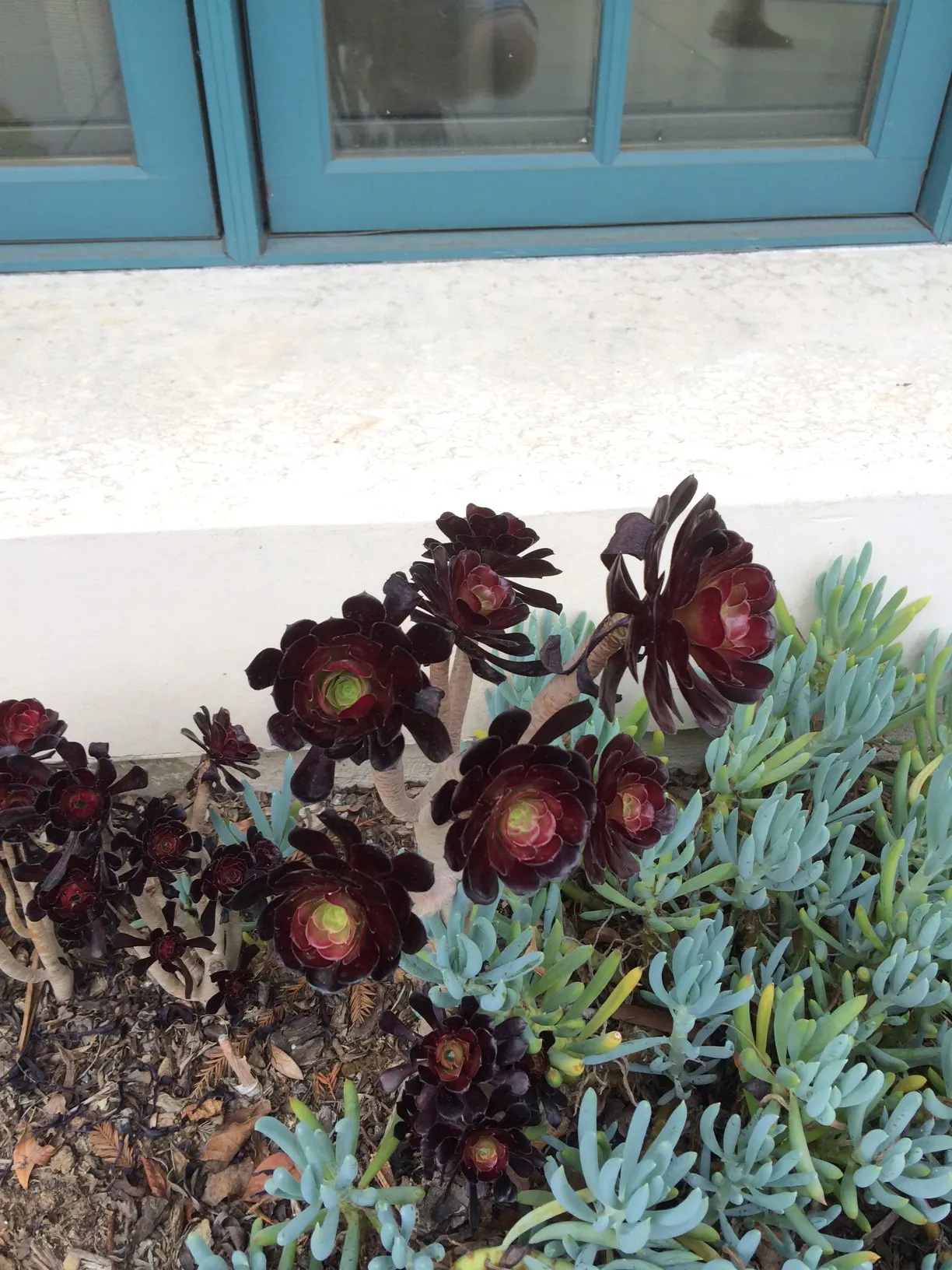 Dark Leaf Aeonium (Aeonium Arboreum 'Zwartkop') — usually necessitating less than 1 inch of water weekly.<br><br>This plant is hardy in USDA zones 9-11