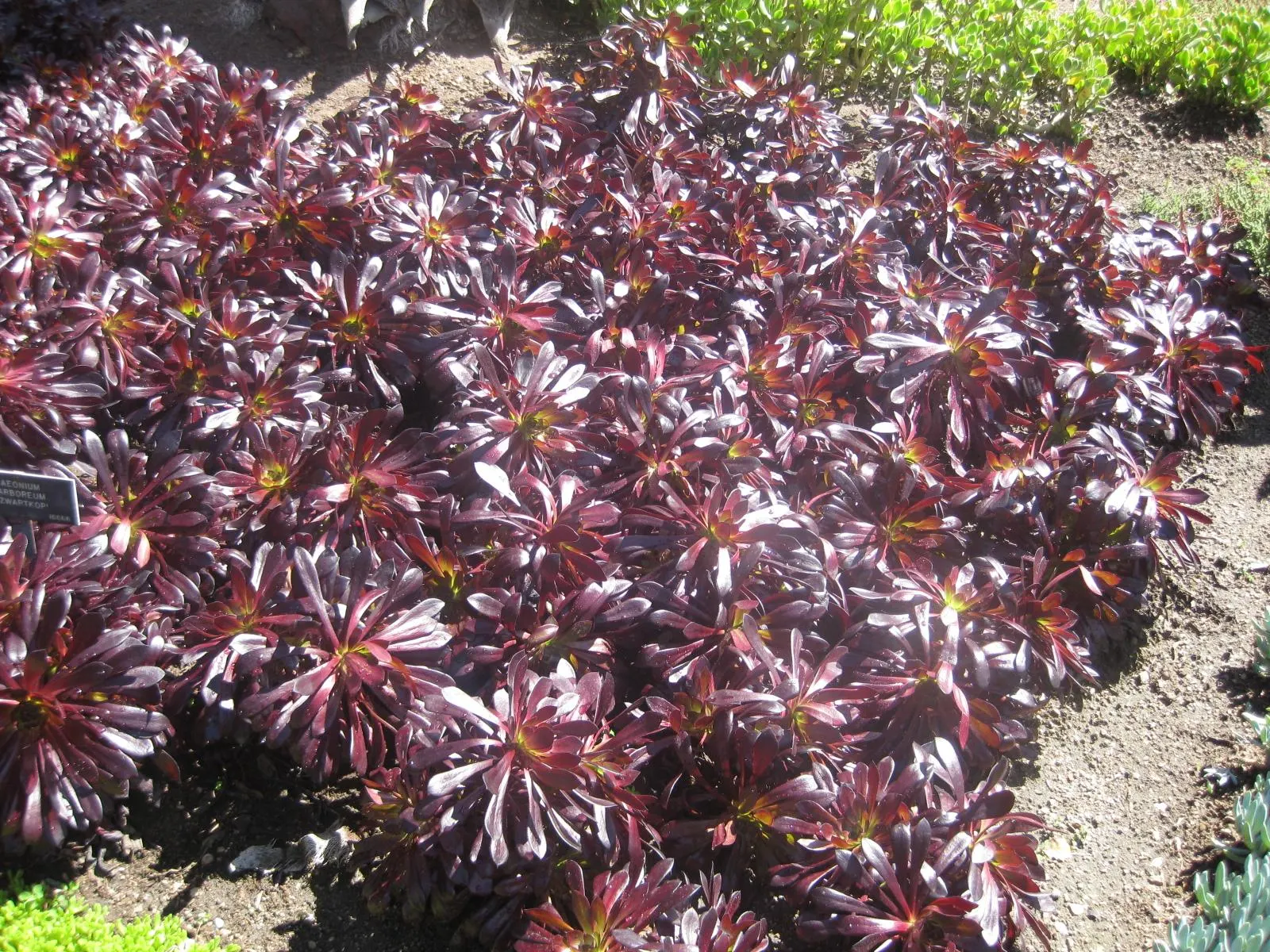 Dark Leaf Aeonium (Aeonium Arboreum 'Zwartkop') — It requires minimal water once established; making it an ideal candidate for rock gardens
