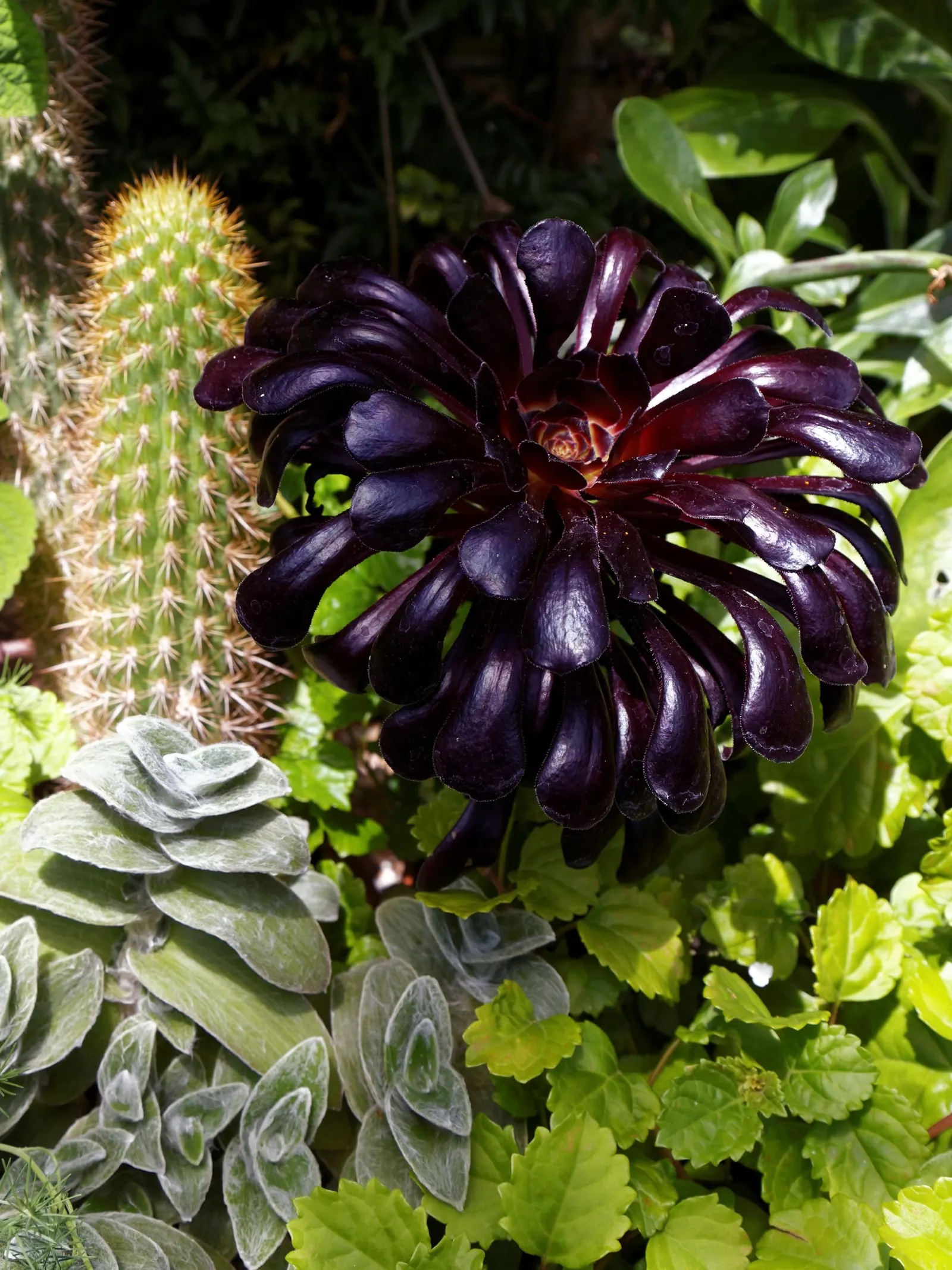 Dark Leaf Aeonium (Aeonium Arboreum 'Zwartkop') — These rosettes can reach a diameter of up to 8 inches; yellow flowers in the garden