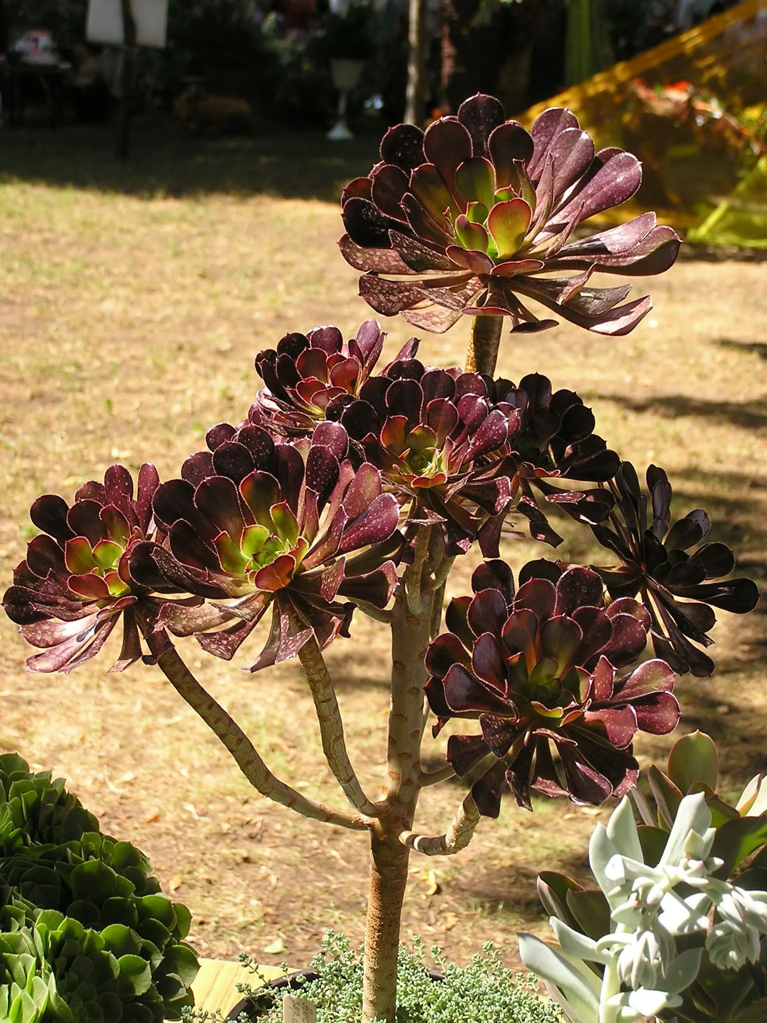 Dark Leaf Aeonium (Aeonium Arboreum 'Zwartkop') — Its rosettes boast a deep burgundy to almost black hue; exotic touch to xeriscapes and coastal gardens