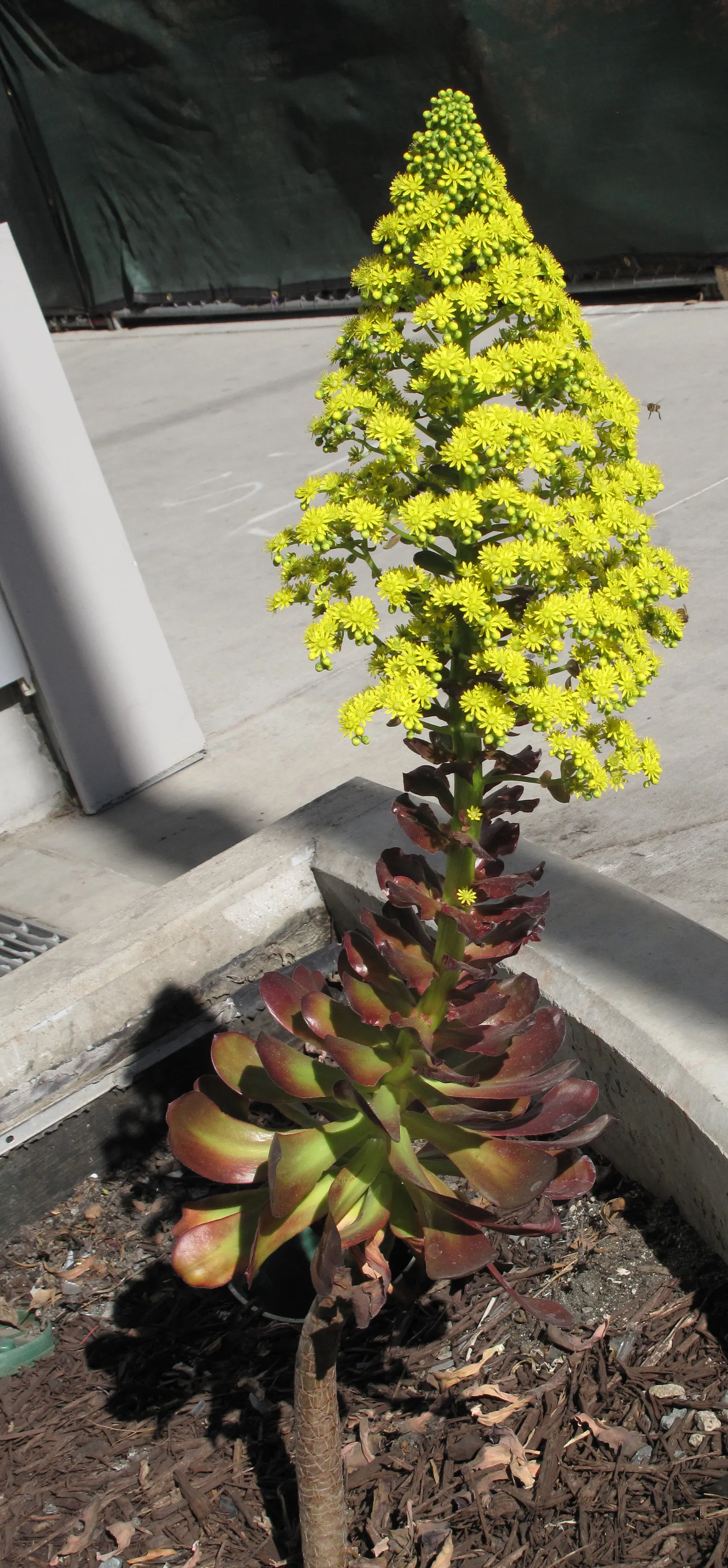Dark Leaf Aeonium (Aeonium Arboreum 'Zwartkop') — aligning with xeriscaping principles and low-water-use designs - water sparingly; and while it's tolerant of