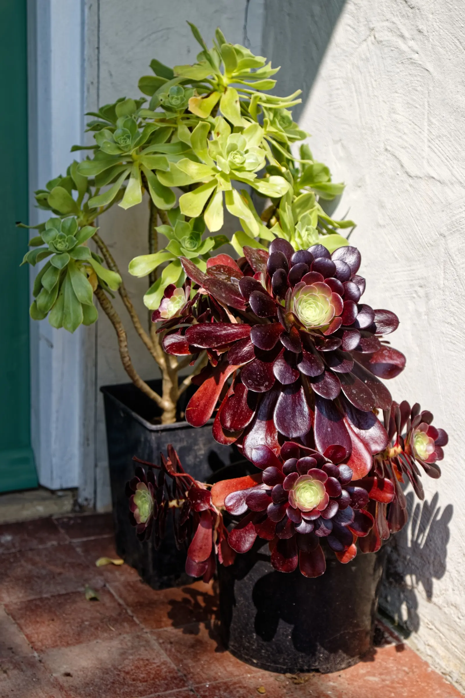 Dark Leaf Aeonium (Aeonium Arboreum 'Zwartkop') — commonly known as the Black Rose or Dark Leaf Aeonium; usually necessitating less than 1 inch of, image 68