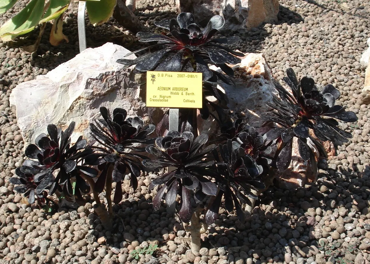 Dark Leaf Aeonium (Aeonium Arboreum 'Zwartkop') — commonly known as Black Rose or Dark Leaf Aeonium; its woody stems can grow up to 3 feet tall, image 61