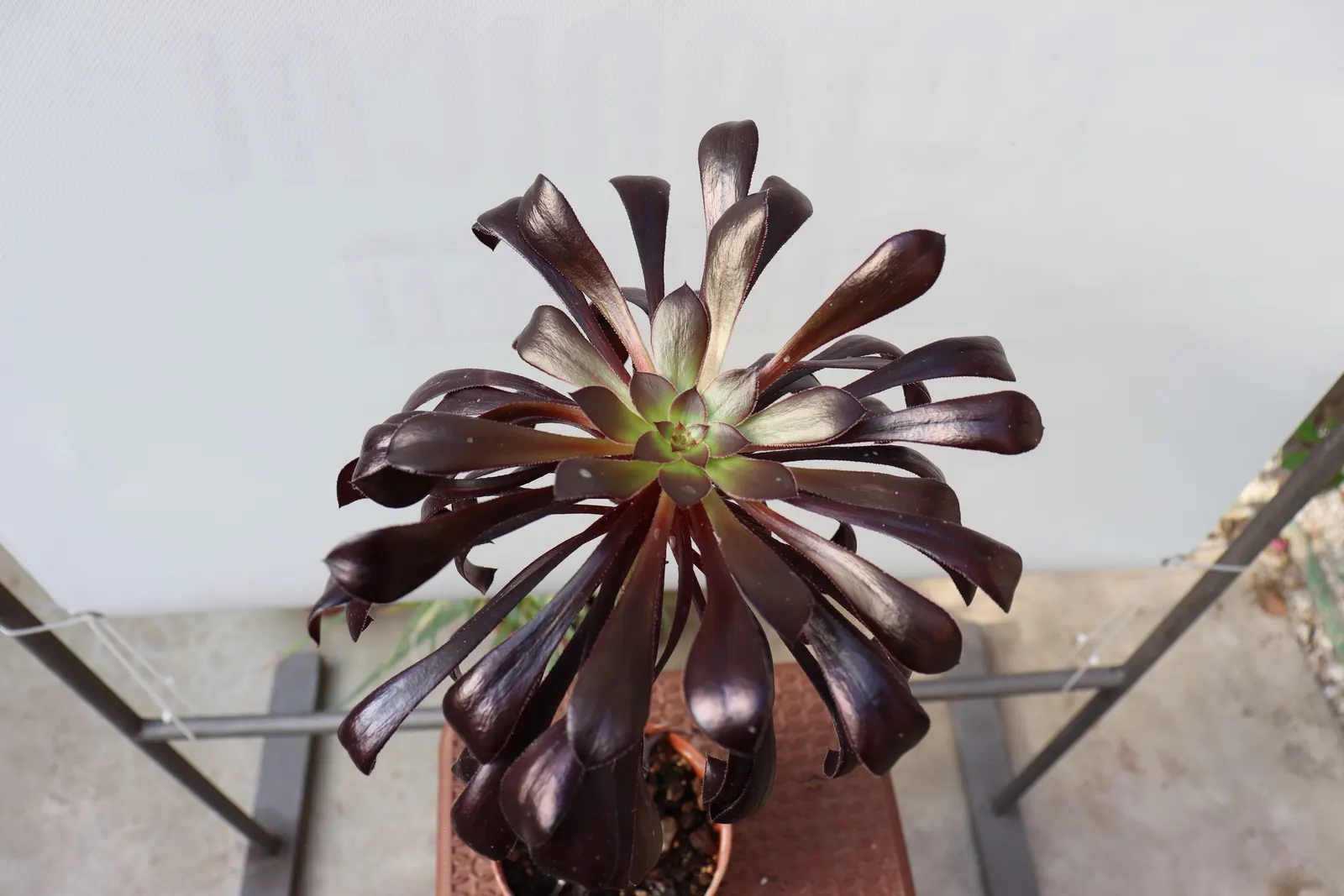 Dark Leaf Aeonium (Aeonium Arboreum 'Zwartkop') — lending a dramatic vertical element; is a striking succulent with deep purplish-black rosettes, image 65