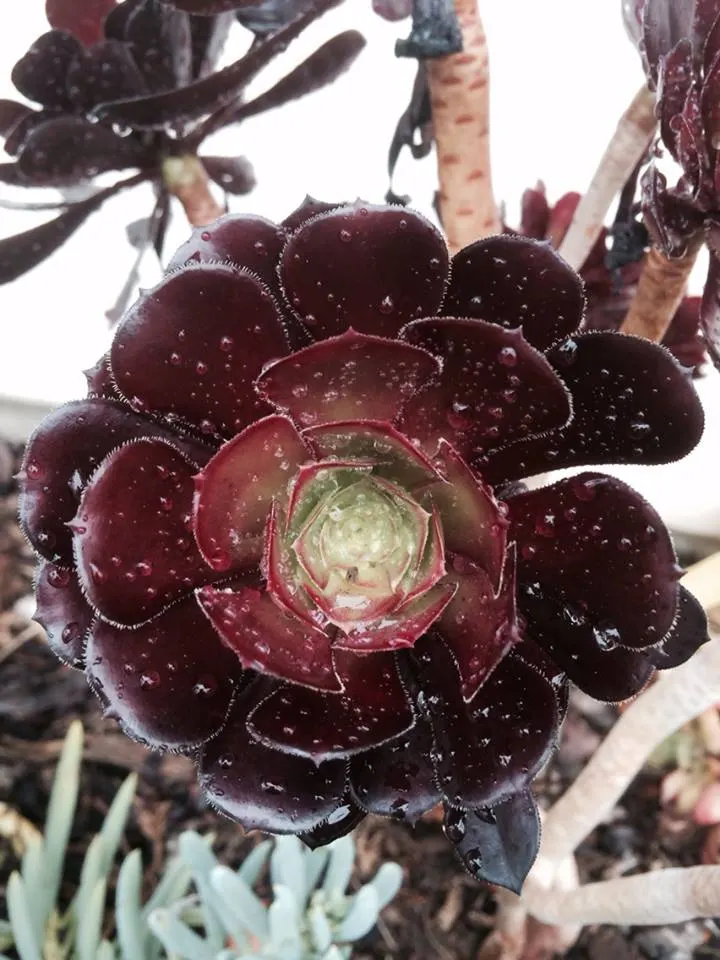 Dark Leaf Aeonium (Aeonium Arboreum 'Zwartkop') — Its rosettes boast a deep burgundy to almost black hue