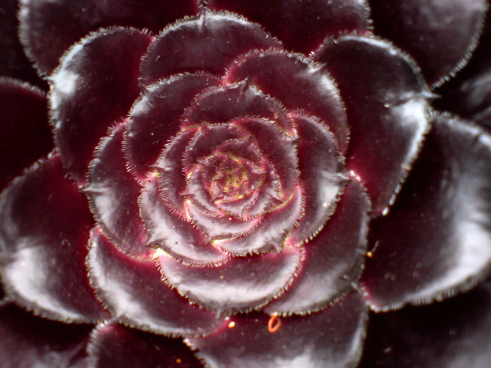 Dark Leaf Aeonium (Aeonium Arboreum 'Zwartkop') — exotic touch to xeriscapes and coastal gardens