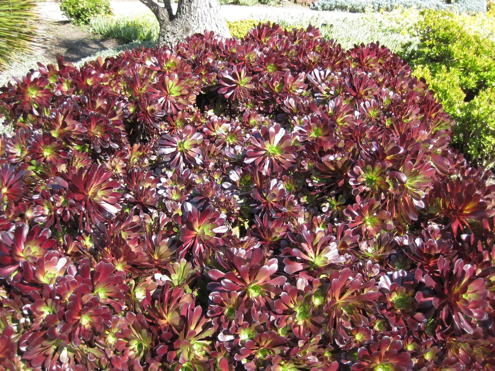 Dark Leaf Aeonium (Aeonium Arboreum 'Zwartkop') — In regions with colder winters; succulent with yellow blooms