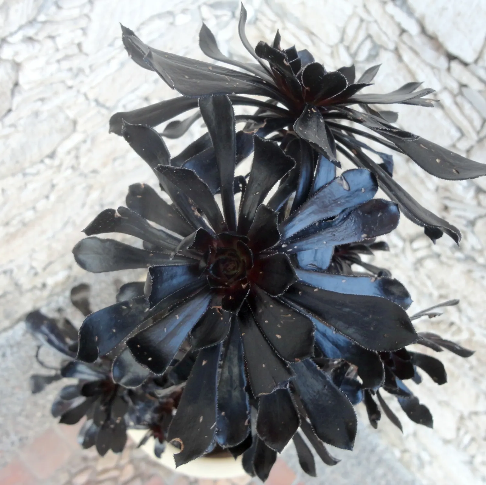 Dark Leaf Aeonium (Aeonium Arboreum 'Zwartkop') — succulent with yellow blooms