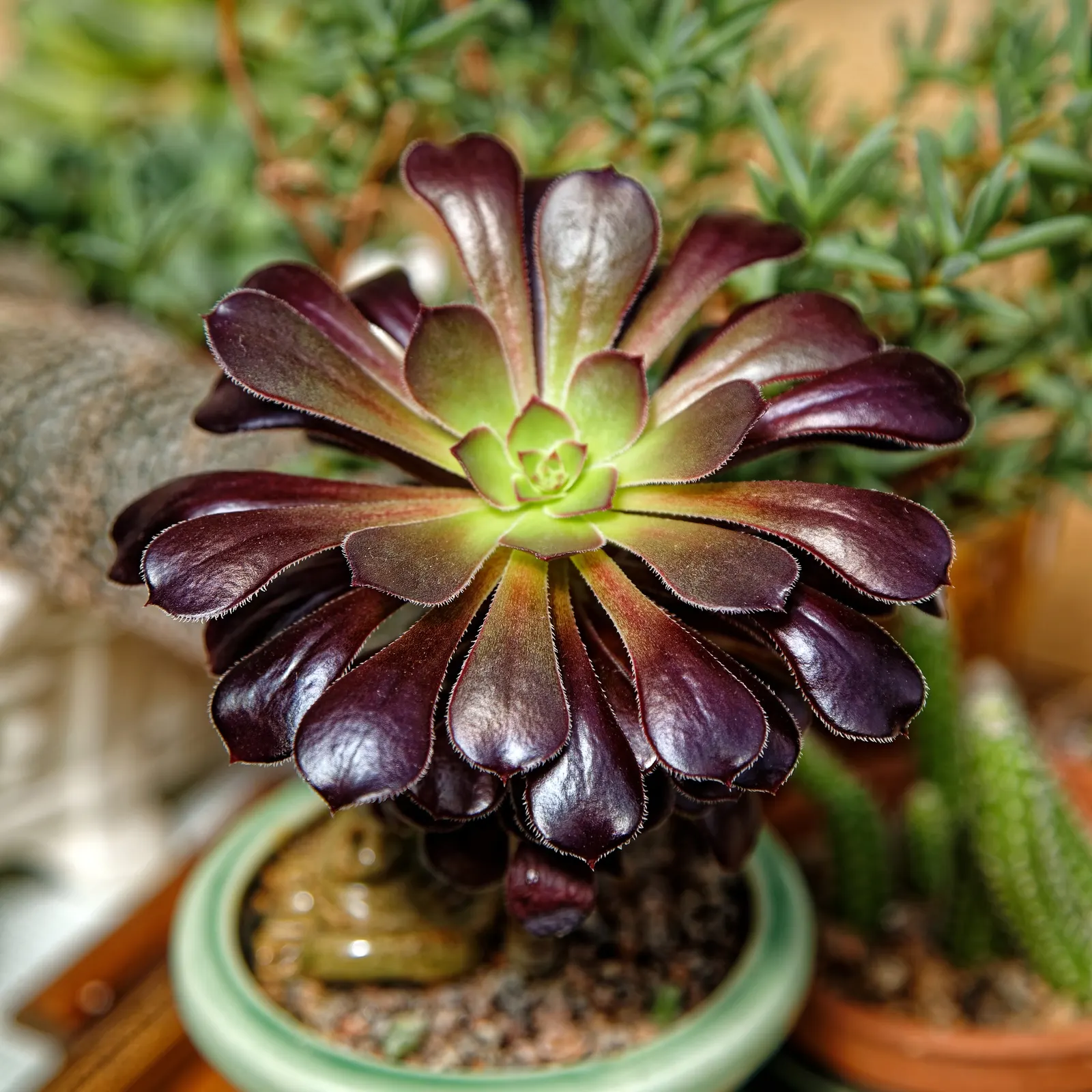 Dark Leaf Aeonium (Aeonium Arboreum 'Zwartkop') — and while it's tolerant of a range of conditions; providing a vertical element in the garden.<br><br>Being a