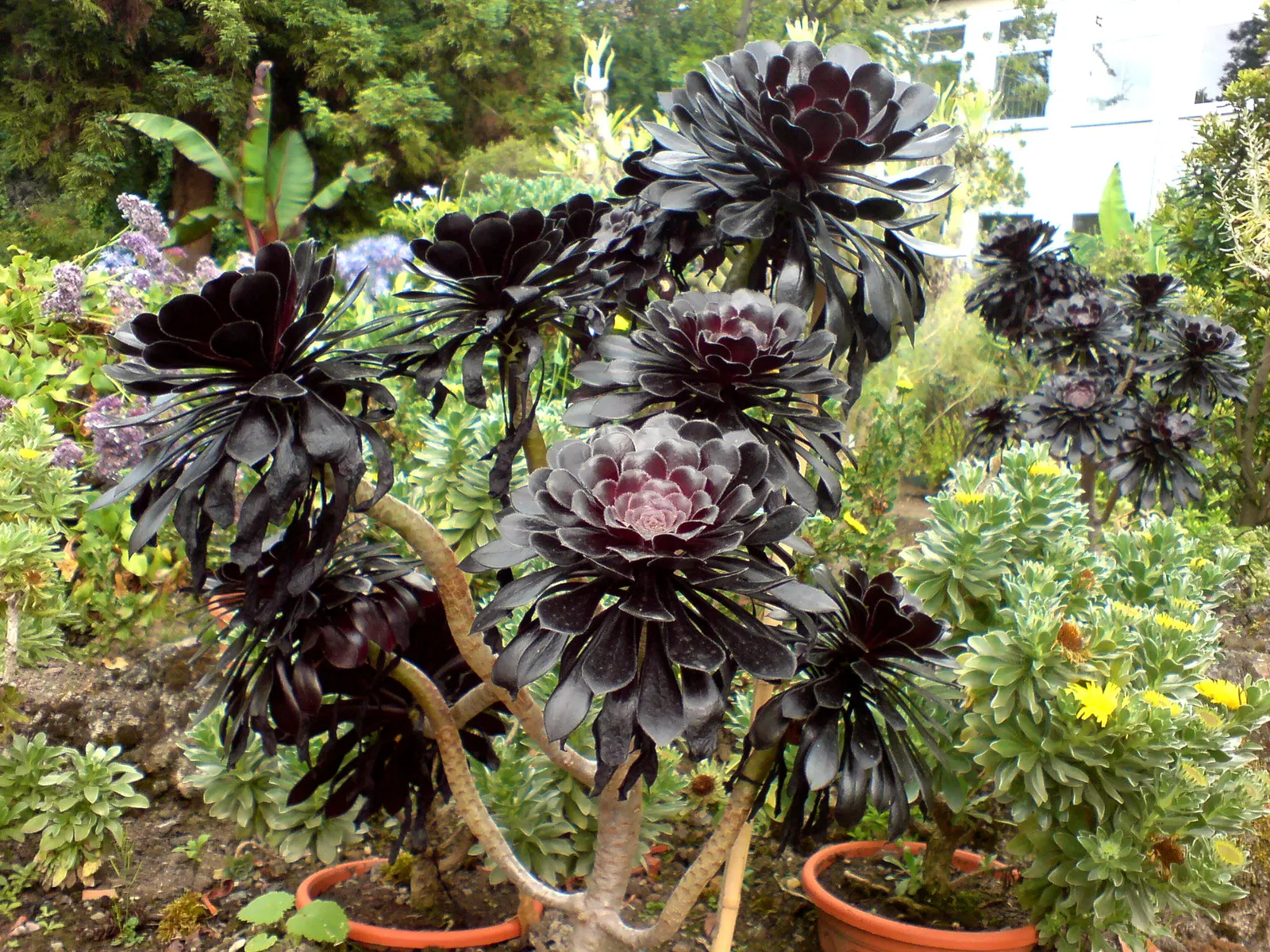 Dark Leaf Aeonium (Aeonium Arboreum 'Zwartkop') — is a striking succulent that brings dramatic flair to any landscape design; succulent for full or half or