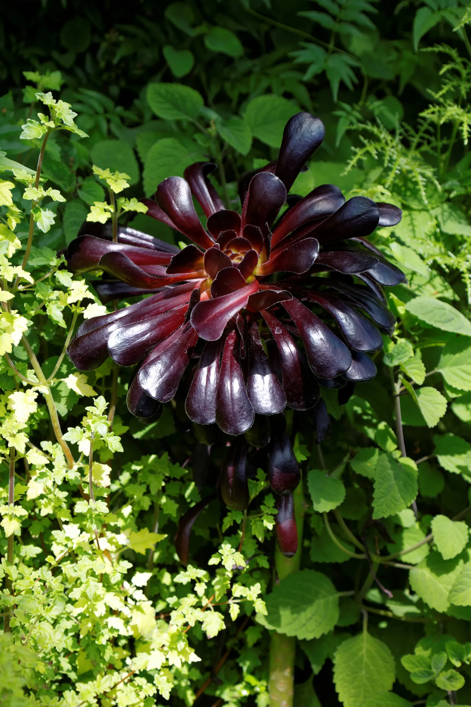 Dark Leaf Aeonium (Aeonium Arboreum 'Zwartkop') — it should be protected from frost to prevent damage; allowing the soil to dry between watering sessions