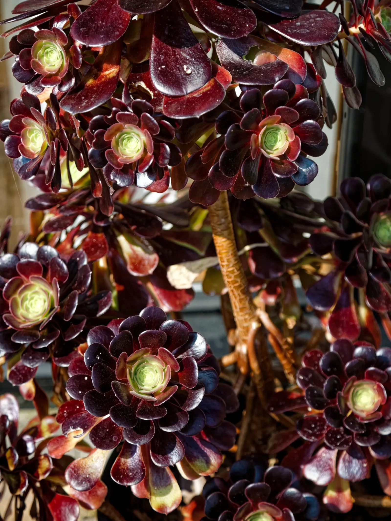 Dark Leaf Aeonium (Aeonium Arboreum 'Zwartkop') — Preferring full sun to partial shade