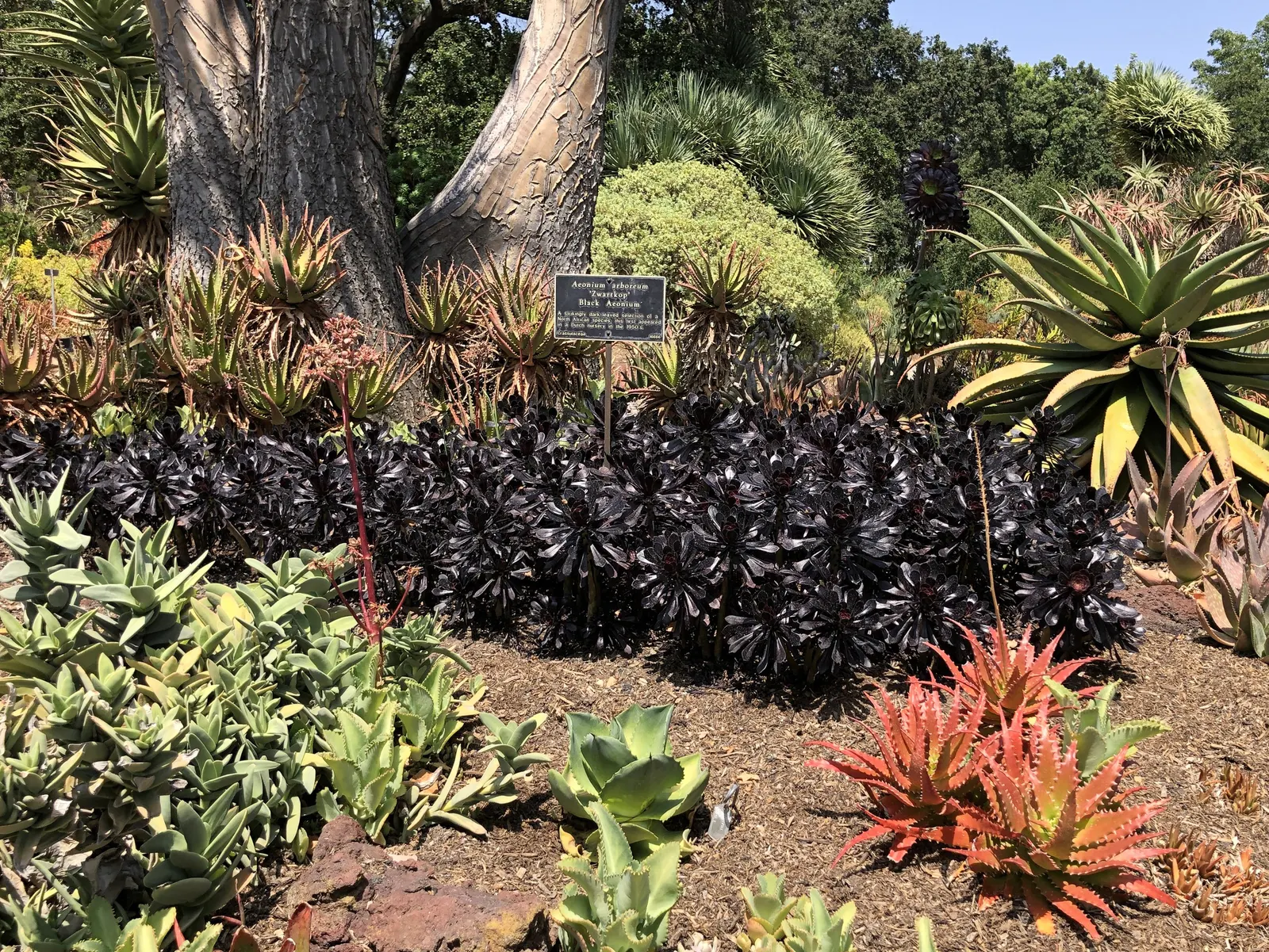 Dark Leaf Aeonium (Aeonium Arboreum 'Zwartkop') — its woody stems can grow up to 3 feet tall; it should be protected from frost to prevent damage