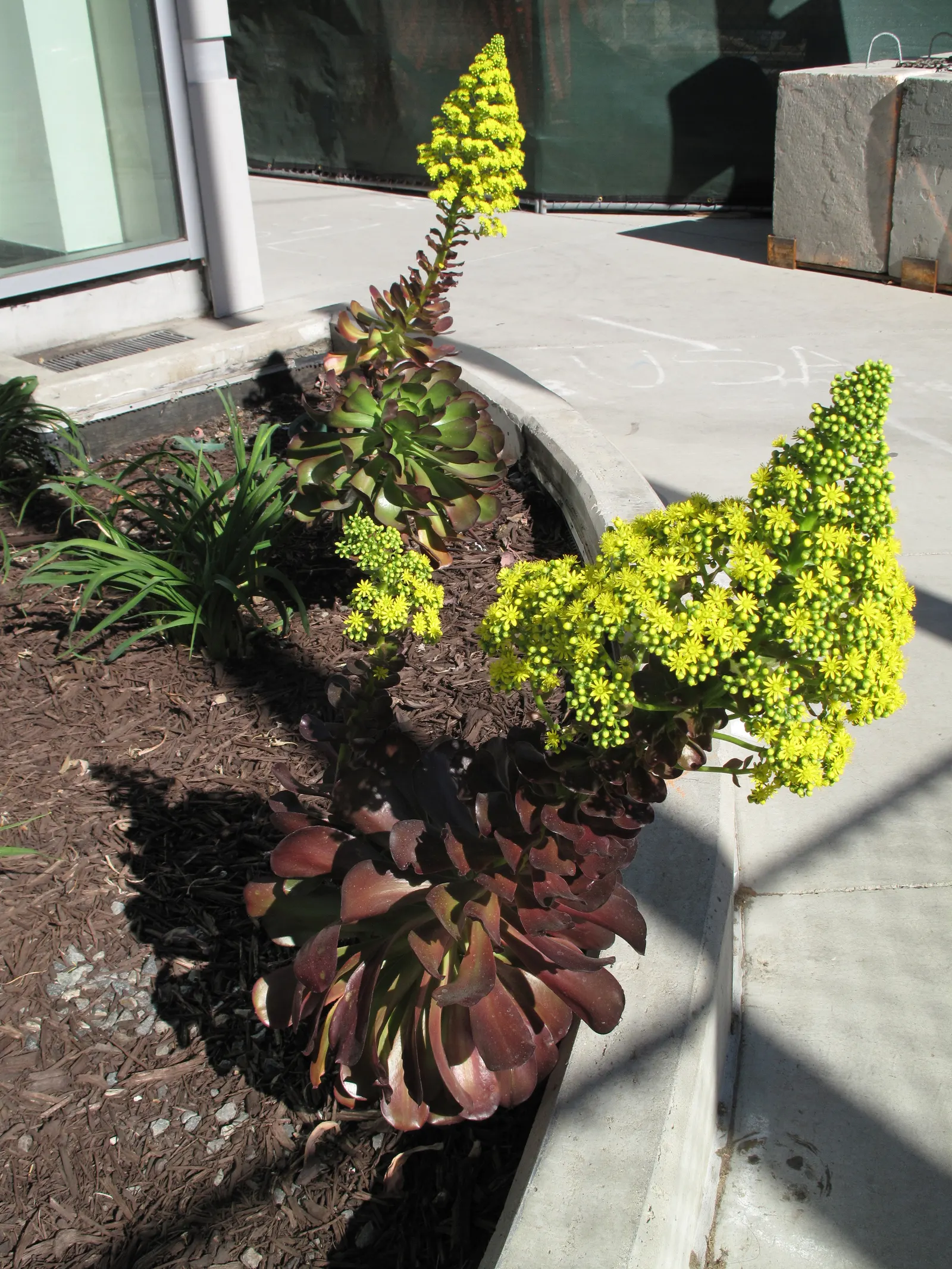 Dark Leaf Aeonium (Aeonium Arboreum 'Zwartkop') — making it an ideal candidate for rock gardens; in regions with colder winters