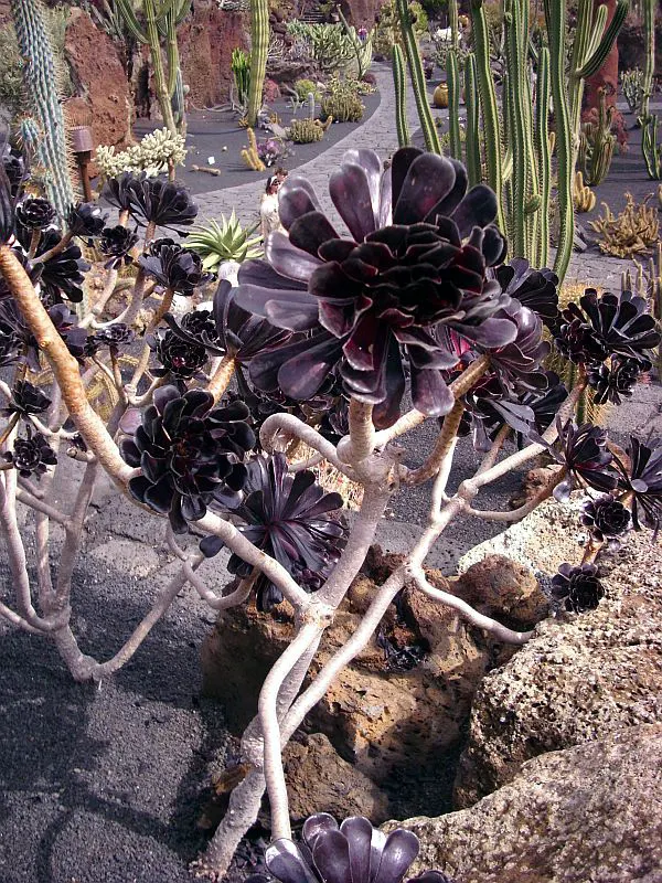 Dark Leaf Aeonium (Aeonium Arboreum 'Zwartkop') — Preferring full sun to partial shade; mediterranean-inspired landscapes