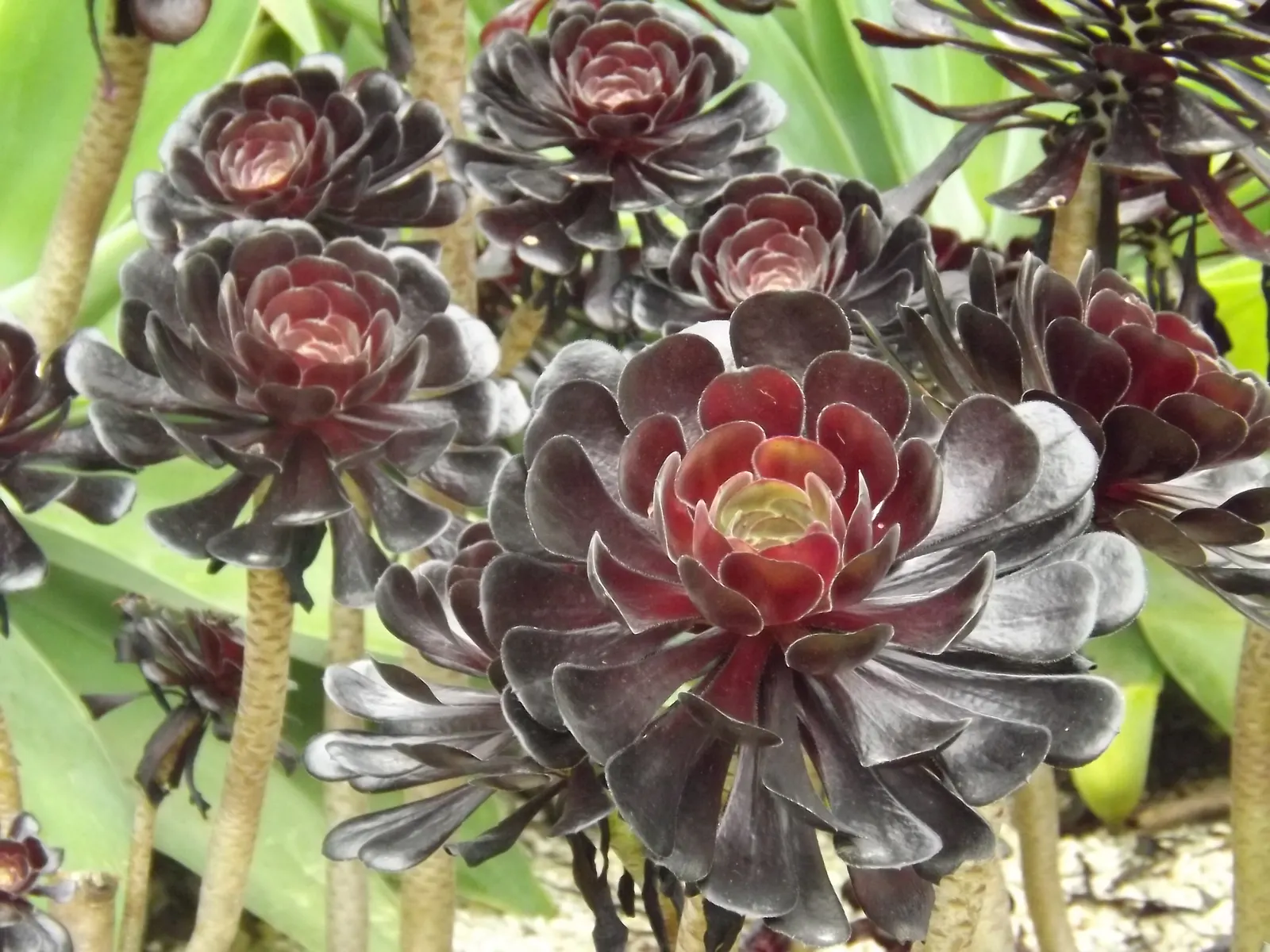 Dark Leaf Aeonium (Aeonium Arboreum 'Zwartkop') — Mediterranean-inspired landscapes; preferring full sun to partial shade