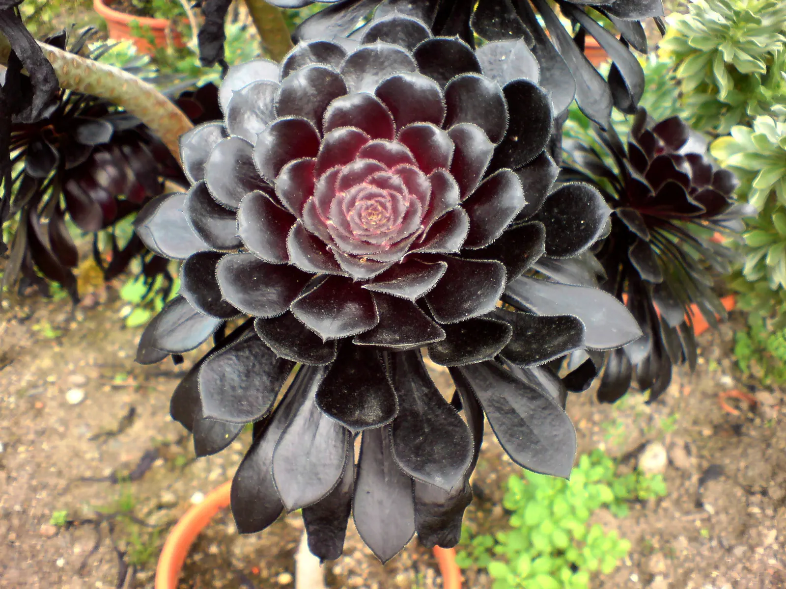 Dark Leaf Aeonium (Aeonium Arboreum 'Zwartkop') — the Dark Leaf Aeonium prefers a well-draining soil medium