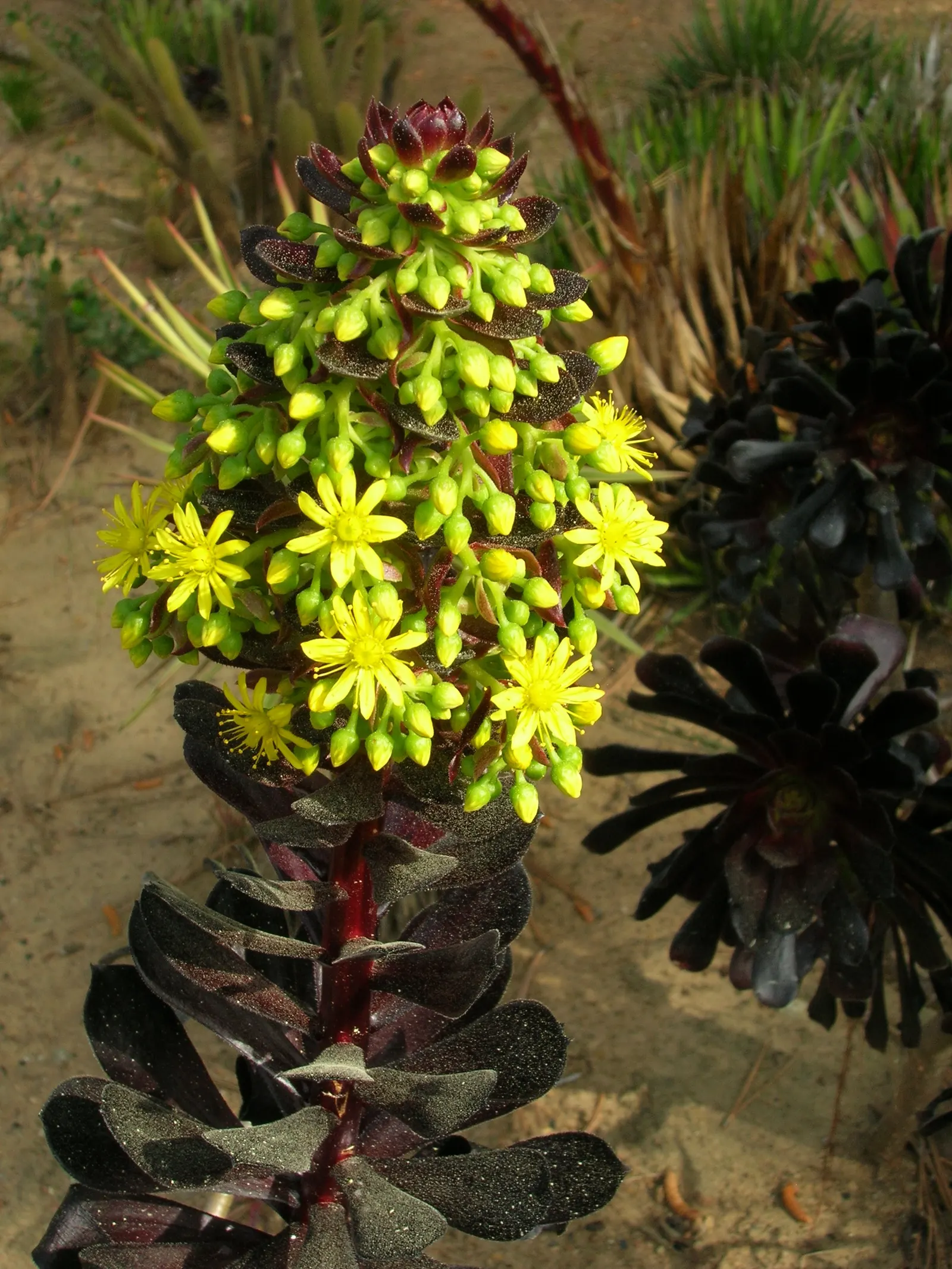 Dark Leaf Aeonium (Aeonium Arboreum 'Zwartkop') — which is at its most intense when planted in full sun
