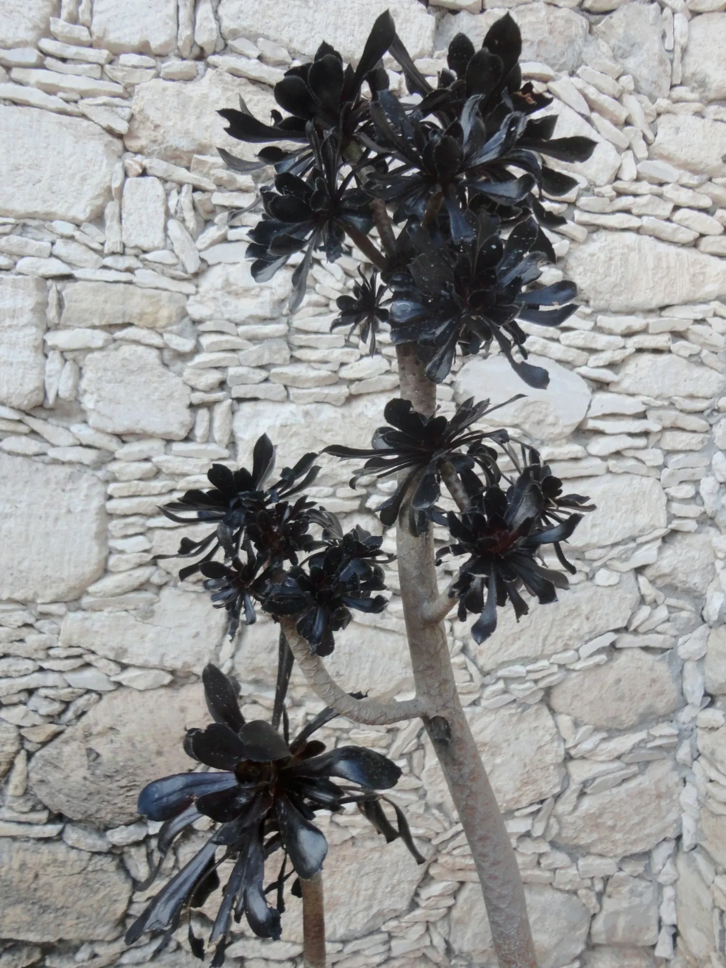 Dark Leaf Aeonium (Aeonium Arboreum 'Zwartkop') — allowing the soil to dry between watering sessions