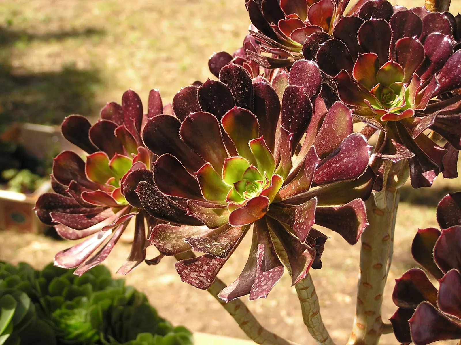 Dark Leaf Aeonium (Aeonium Arboreum 'Zwartkop') — making it an ideal candidate for rock gardens