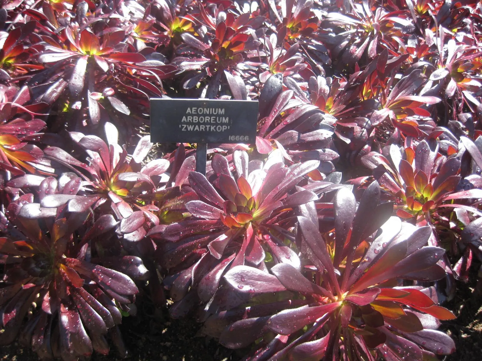 Dark Leaf Aeonium (Aeonium Arboreum 'Zwartkop') — the Dark Leaf Aeonium prefers a well-draining soil medium; or as a potted feature on sun-drenched patios
