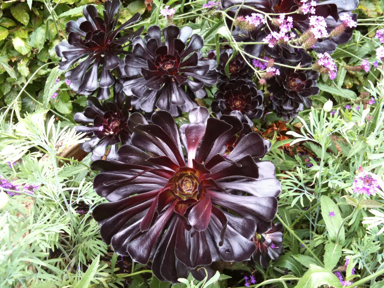 Dark Leaf Aeonium (Aeonium Arboreum 'Zwartkop') — which is at its most intense when planted in full sun; branching stems that may grow to heights, image 71