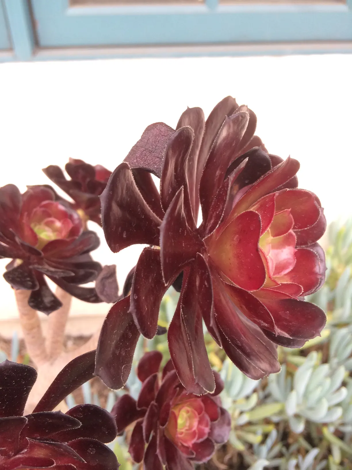Dark Leaf Aeonium (Aeonium Arboreum 'Zwartkop') — It requires minimal water once established